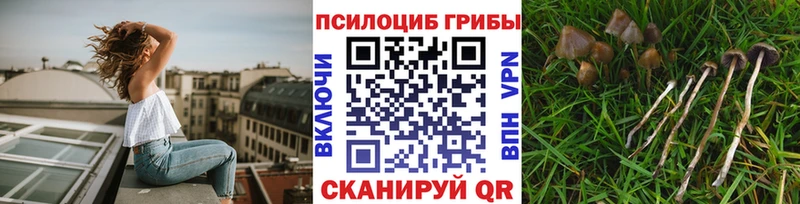 Купить закладки  Апатиты  Псилоцибиновые грибы GOLDEN TEACHER 
